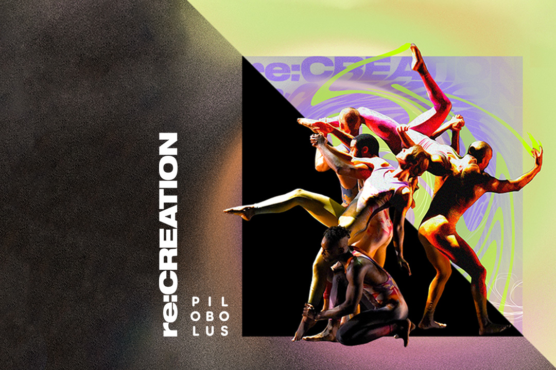 Pilobolus re:CREATION
