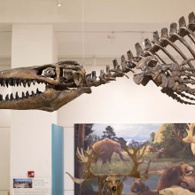 A dinosaur skeleton on display in a museum