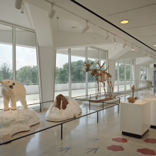 Polar bear sculpture and the skeleton of a moose on display in a museum